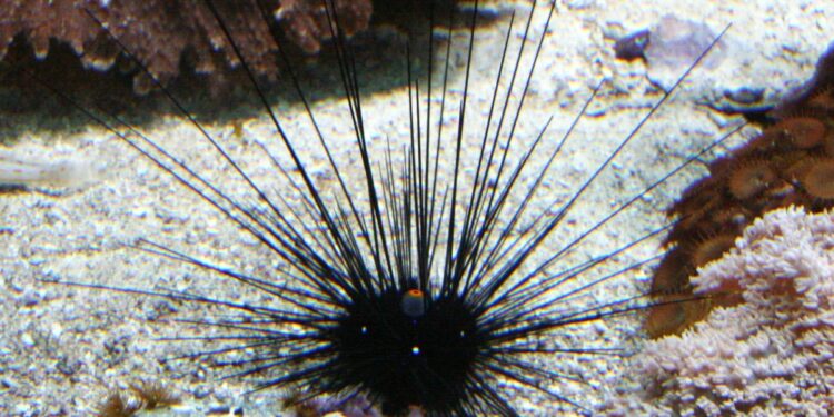 Μελέτη: Θαλάσσια πανδημία αφανίζει τους αχινούς