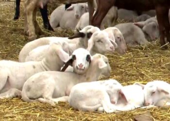 Νέα ενίσχυση 26 εκατ. ευρώ για αποζημιώσεις κτηνοτρόφων λόγω ευλογιάς, ανακοίνωσε το Υπουργείο Αγροτικής Ανάπτυξης