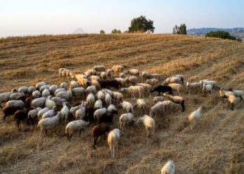 ΥΠΑΑΤ: Καταβλήθηκε η 5η κατανομή ύψους 2,4 εκατ. ευρώ στις Περιφέρειες για την ευλογιά