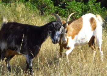 Ευλογιά των αιγοπροβάτων: Καμία χαλάρωση ενόψει εορτών – Αυστηρή τήρηση μέτρων και εντατικοί έλεγχοι - ertnews.gr