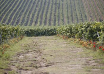 ΥΠΑΑΤ: Αναρτήθηκαν οι πίνακες με τους δικαιούχους της Εξισωτικής Αποζημίωσης 2025 – Προχωρά άμεσα η πληρωμή τους