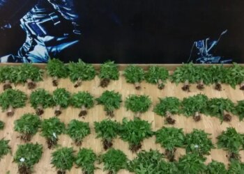 Ιταλία: Συνελήφθησαν 384 άτομα για διακίνηση ναρκωτικών - Κατασχέθηκαν 1,4 τόνοι σε μεγάλης κλίμακας επιχείρηση σε 3 πόλεις
