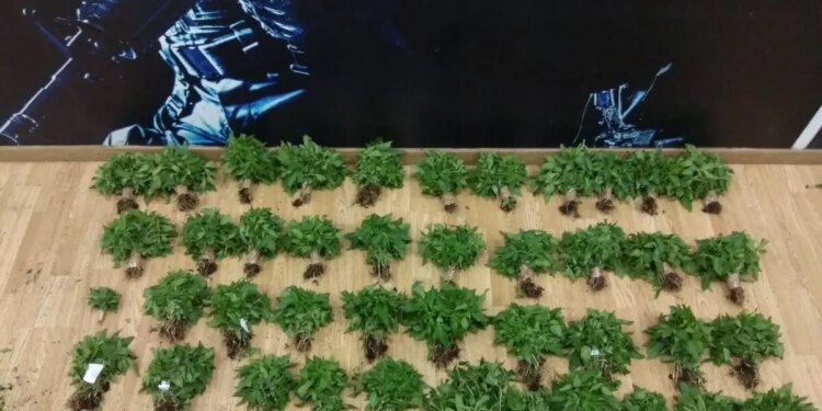 Ιταλία: Συνελήφθησαν 384 άτομα για διακίνηση ναρκωτικών - Κατασχέθηκαν 1,4 τόνοι σε μεγάλης κλίμακας επιχείρηση σε 3 πόλεις