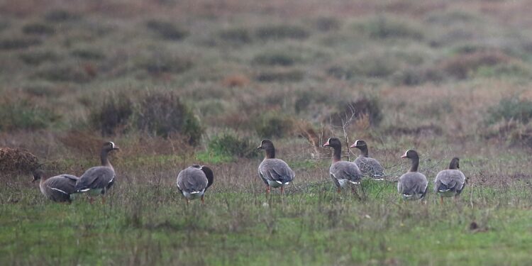 Δέλτα Έβρου: Επέστρεψαν οι παγκοσμίως απειλούμενες Νανόχηνες – Έκκληση για προσοχή και ελαχιστοποίηση όχλησης