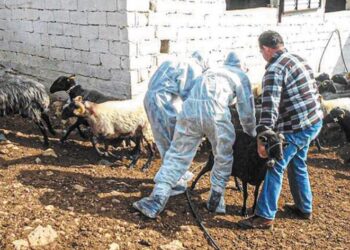 Ευλογιά: 450.233 ζώα έχουν θανατωθεί – 1.985 τα κρούσματα σε όλη τη χώρα