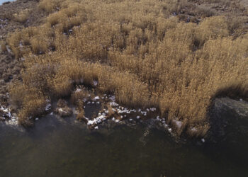 Πρέσπες: Τα πρώτα συμπεράσματα για τον αφανισμό 2300 αργυροεπελεκάνων το 2022