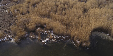 Πρέσπες: Τα πρώτα συμπεράσματα για τον αφανισμό 2300 αργυροεπελεκάνων το 2022