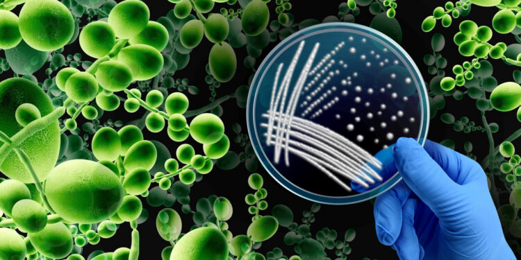 Συναγερμός για θανατηφόρο μύκητα που εξαπλώνεται παγκοσμίως – Γίνεται ολοένα πιο ανθεκτικός και πιο μεταδοτικός