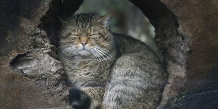 Το «εξαφανισμένο» ζώο-φάντασμα που επέστρεψε από τις σκιές