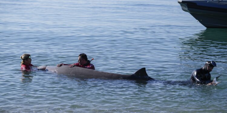 Φάλαινες: Οι ήχοι αποκαλύπτουν τα μυστικά για τα μυστηριώδη θηλαστικά που «δεν φαίνονται»
