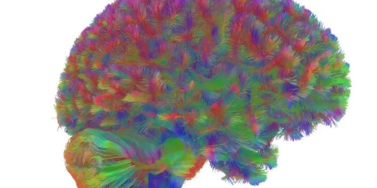 Τι μάθαμε για τον εγκέφαλο το 2025