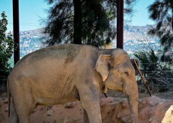 Ινδία: Τεράστιος ελέφαντας σκότωσε 20 ανθρώπους από την αρχή της χρονιάς - Προσπαθούν να τον εντοπίσουν οι αρχές