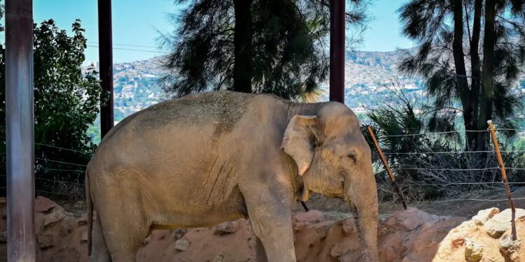 Ινδία: Τεράστιος ελέφαντας σκότωσε 20 ανθρώπους από την αρχή της χρονιάς - Προσπαθούν να τον εντοπίσουν οι αρχές