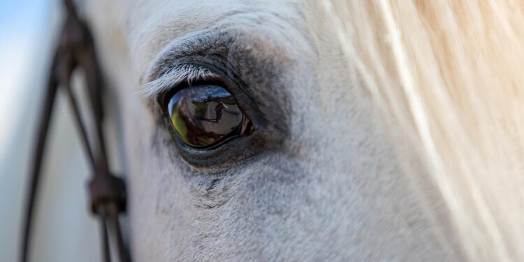 Ερευνητές ανακάλυψαν κάτι εκπληκτικό για τα άλογα που δεν γνωρίζαμε μέχρι σήμερα
