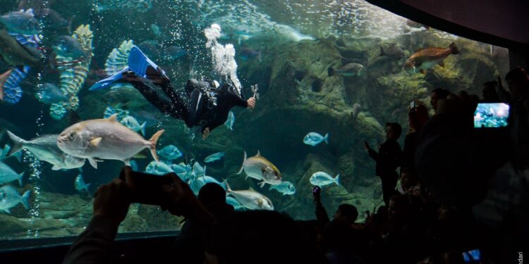 Ο Αγιασμός των Υδάτων στο Ενυδρείο Κρήτης