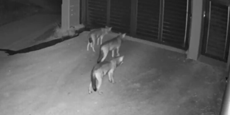 Θεσσαλονίκη: Λύκοι έκοβαν βόλτες σε είσοδο σπιτιού στο Πανόραμα - Ανήσυχοι οι κάτοικοι