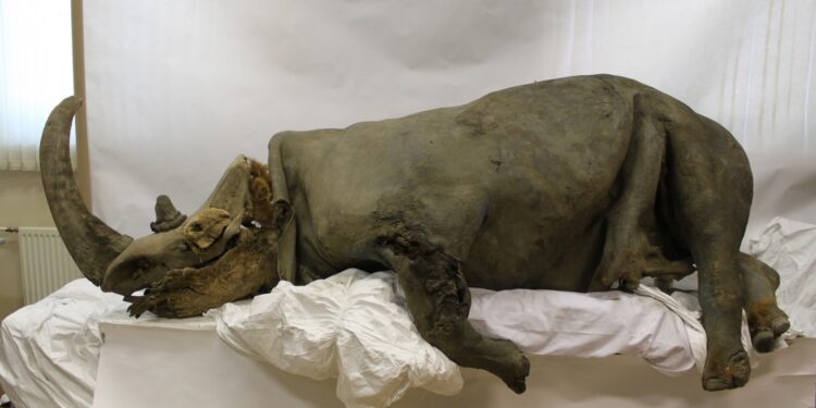 Ανακαλύφθηκε το γονιδίωμα μαλλιαρού ρινόκερου μέσα στο γεύμα ενός λύκου της Εποχής των Παγετώνων