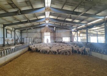 ΕΕΕΔΕΕ: Αυστηρά μέτρα και όχι μαζικός εμβολιασμός για την ευλογιά