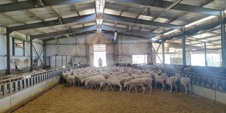 ΕΕΕΔΕΕ: Αυστηρά μέτρα και όχι μαζικός εμβολιασμός για την ευλογιά