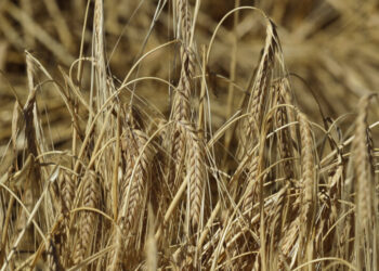 Ανοιχτή επιστολή 38 οργανώσεων στους Έλληνες ευρωβουλευτές για τα «νέα μεταλλαγμένα» φυτά