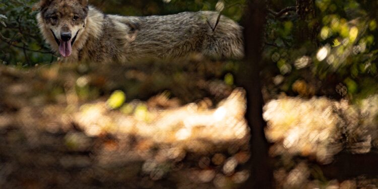 Τι πρέπει να κάνετε αν έρθετε αντιμέτωποι με λύκο – Φωτογραφία ντοκουμέντο από την επίθεση στην Πάρνηθα