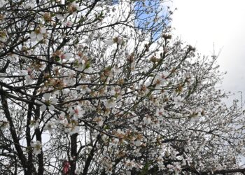 Καιρός: Υποχωρεί η αφρικανική σκόνη, νέα επιδείνωση από την Τρίτη - Πρόγνωση από την Α. Τυράσκη - ertnews.gr