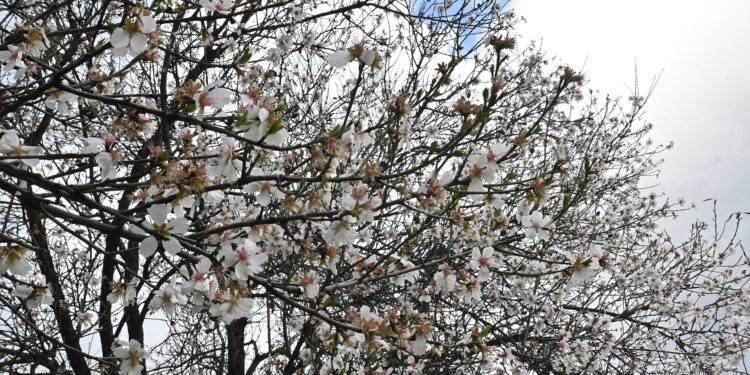 Καιρός: Υποχωρεί η αφρικανική σκόνη, νέα επιδείνωση από την Τρίτη - Πρόγνωση από την Α. Τυράσκη - ertnews.gr