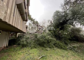 Πτώση πεύκου 25 μέτρων σε κήπο πολυκατοικίας στην Αγία Παρασκευή – Οι ένοικοι νόμιζαν ότι έγινε σεισμός