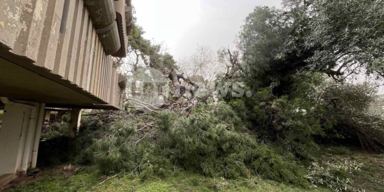 Πτώση πεύκου 25 μέτρων σε κήπο πολυκατοικίας στην Αγία Παρασκευή – Οι ένοικοι νόμιζαν ότι έγινε σεισμός