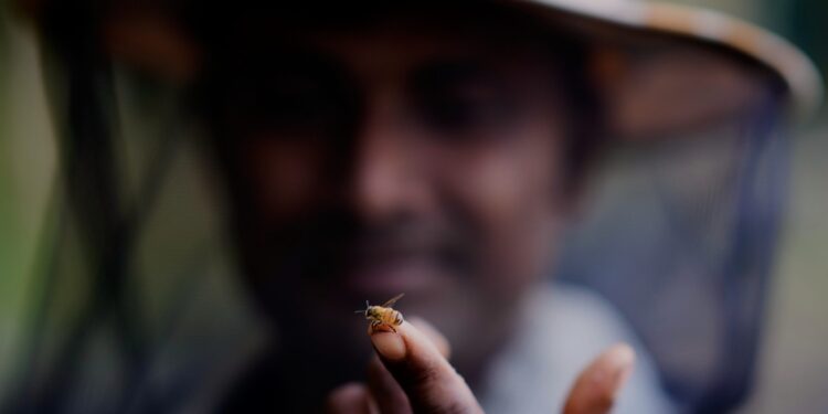 Οι μεταναστευτικοί μελισσοκόμοι της Ινδίας και οι κυψέλες τους ακολουθούν τα λουλούδια για να φέρουν το μέλι