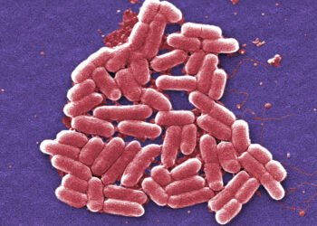 Βιοτεχνολογία: Γενετικά τροποποιημένα E. coli παράγουν ενώσεις με αντικαρκινική και αντι-HIV δράση