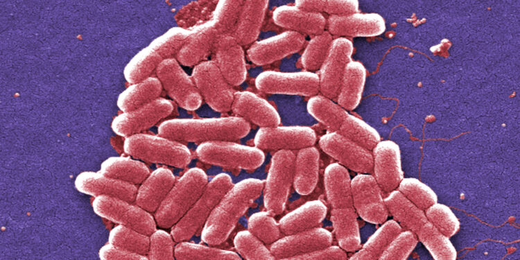 Βιοτεχνολογία: Γενετικά τροποποιημένα E. coli παράγουν ενώσεις με αντικαρκινική και αντι-HIV δράση