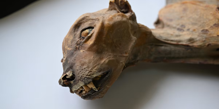 Η επιστροφή των τσιτάχ: Επιστήμονες μελέτησαν DNA από μούμιες και έκαναν μια εκπληκτική ανακάλυψη