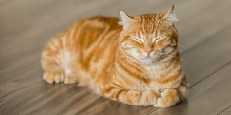 Πέρα από τη συντροφιά: Πώς οι γάτες φέρνουν ελπίδα σε επιθετικούς καρκίνους