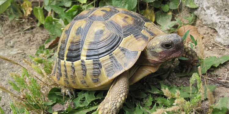 Θηλυκές χελώνες σε νησί της Μεγάλης Πρέσπας πέφτουν στον γκρεμό για να γλυτώσουν από τη σεξουαλική επιθετικότητα των αρσενικών