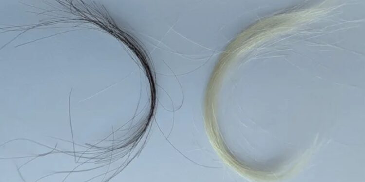 Διατηρημένα δείγματα μαλλιών αποκαλύπτουν την έκταση της έκθεσης στον μόλυβδο τον 20o αιώνα