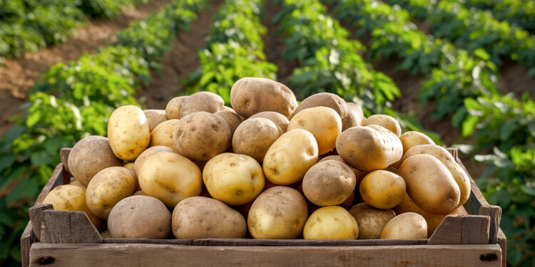 Λατρεύετε τις πατάτες; Αυτοί είναι οι 4 πιο υγιεινοί τρόποι για να τις τρώτε