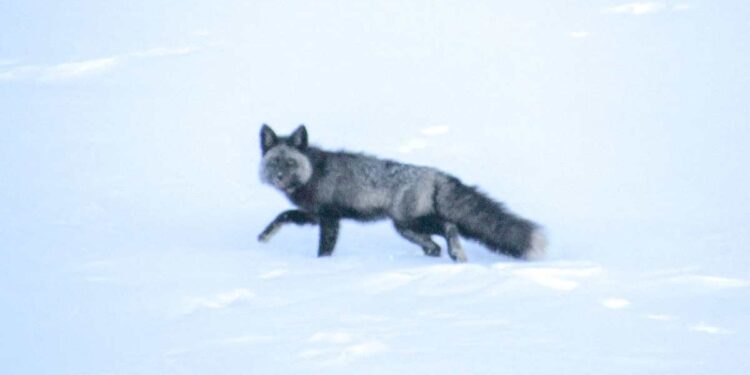 Στα ίχνη ενός «φαντάσματος»: Επιστήμονες εντόπισαν για πρώτη φορά εξαιρετικά σπάνιο ζώο – Υπάρχουν μόνο 50 από το είδος του