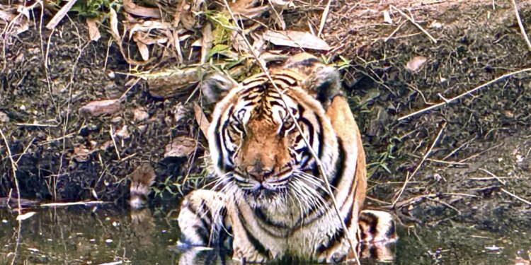 Ταϊλάνδη: Ιός σκότωσε πάνω από 70 τίγρεις σε ζωολογικό πάρκο