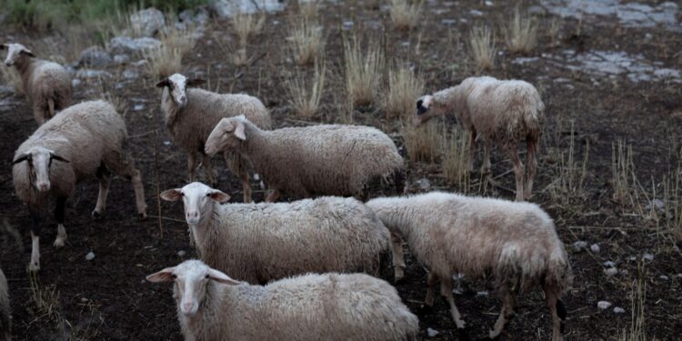 Οκτώ νέα κρούσματα αφθώδους πυρετού στη Λέσβο - ertnews.gr