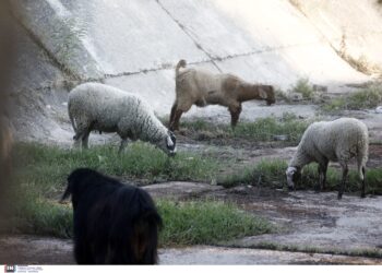 Επιδοτήσεις για αιγοπρόβατα: Υποχρεωτική η τοποθέτηση ενδοστομαχικού βόλου από εφέτος