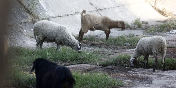 Επιδοτήσεις για αιγοπρόβατα: Υποχρεωτική η τοποθέτηση ενδοστομαχικού βόλου από εφέτος