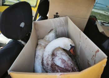 Πυροβόλησαν κύκνο στην Κορωνησία – Διασώθηκε και μεταφέρεται για περίθαλψη