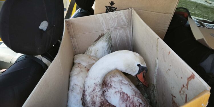 Πυροβόλησαν κύκνο στην Κορωνησία – Διασώθηκε και μεταφέρεται για περίθαλψη