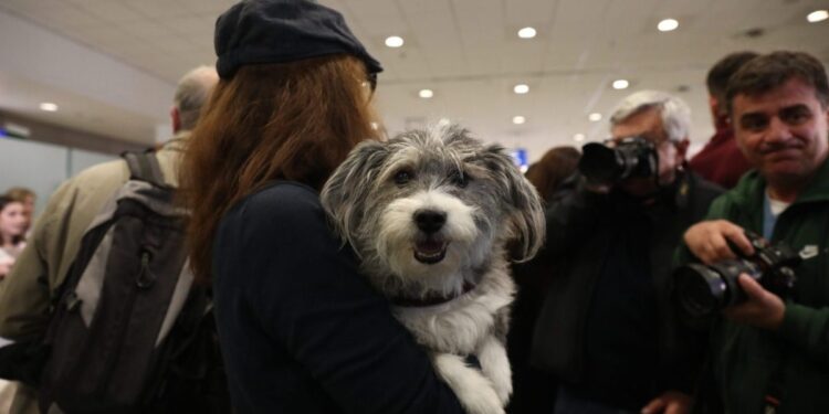Πτήση επαναπατρισμού για κατοικίδια: Συγκίνηση στα διεθνή μέσα από την ελληνική «αερογέφυρα σωτηρίας»