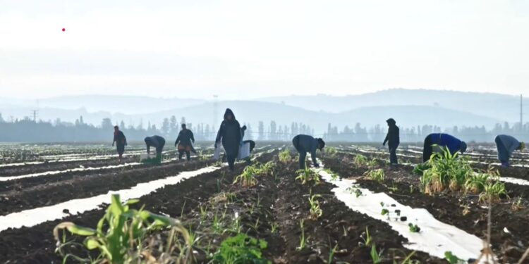 Συνεχείς ανατιμήσεις σε πετρέλαιο και λιπάσματα: Τον κώδωνα του κινδύνου κρούουν οι εκπρόσωποι του πρωτογενούς τομέα