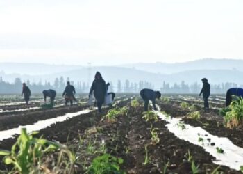 Ανατιμήσεις στα λιπάσματα: Τι λένε στο ΕΡΤnews Radio 105,8 εκπρόσωποι του αγροτικού κόσμου