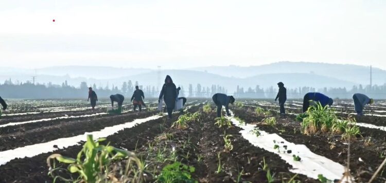 Ανατιμήσεις στα λιπάσματα: Τι λένε στο ΕΡΤnews Radio 105,8 εκπρόσωποι του αγροτικού κόσμου