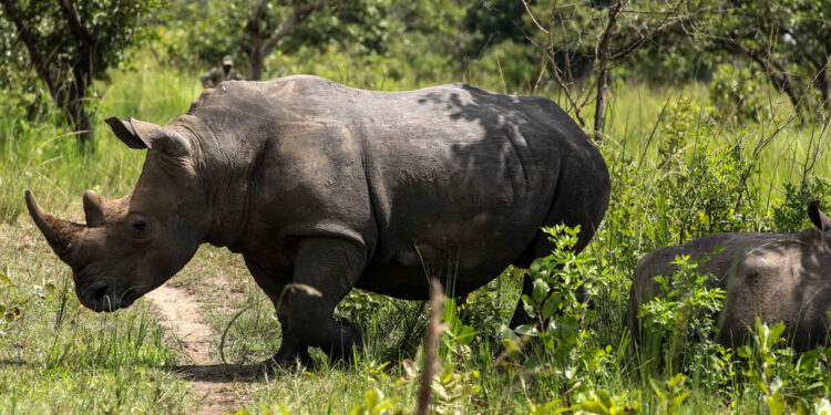 Σαράντα χρόνια μετά, οι ρινόκεροι επιστρέφουν στην άγρια φύση στην Ουγκάντα