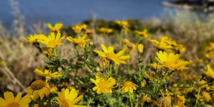 Ανοιξιάτικος ο καιρός στις περισσότερες περιοχές της χώρας - Πού προβλέπονται βροχές σήμερα; - ertnews.gr